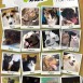 Adoptables